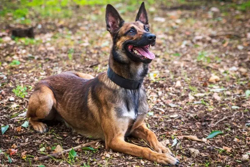 Hình ảnh chó Malinois 24