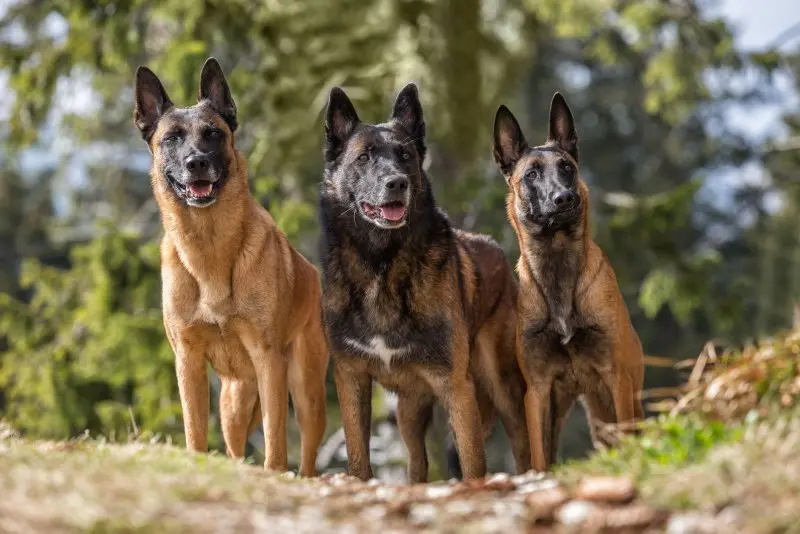 Hình ảnh chó Malinois 27