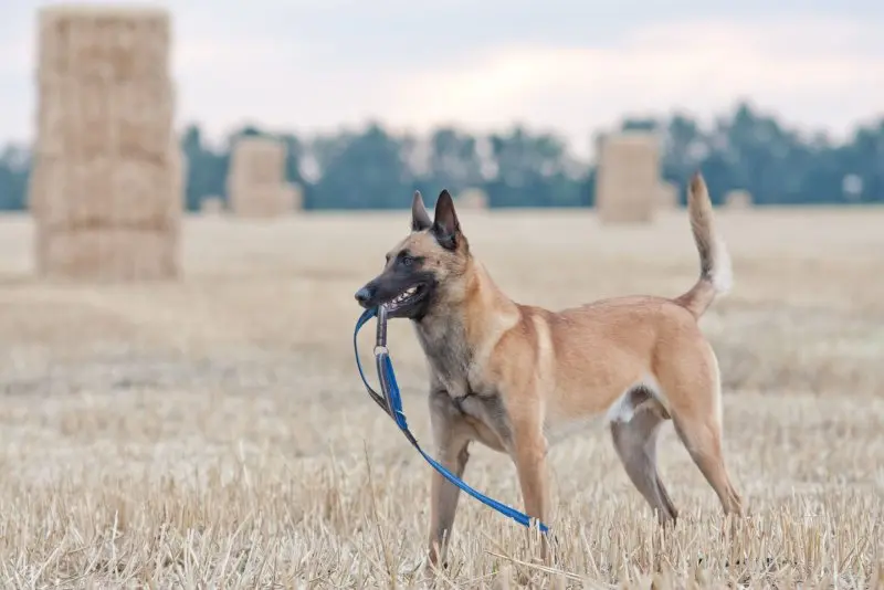 Hình ảnh chó Malinois 28