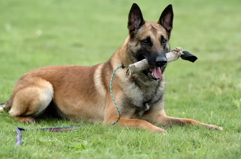 Hình ảnh chó Malinois 29