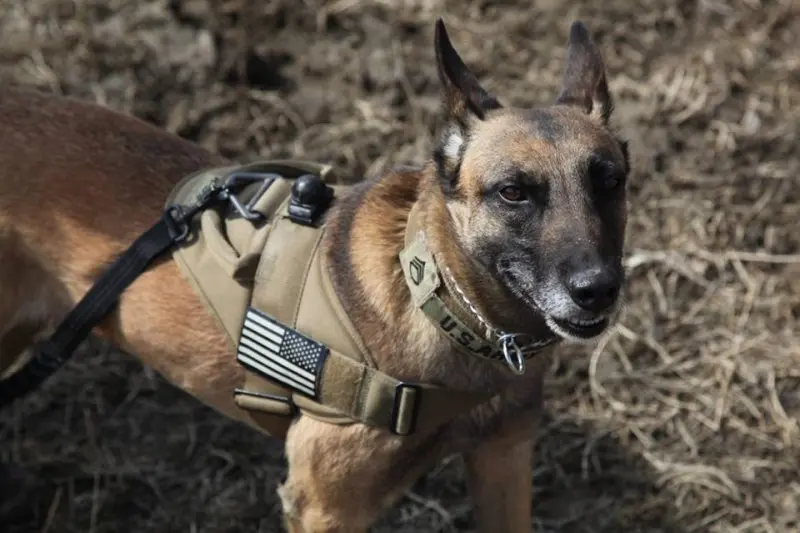 Hình ảnh chó Malinois 31