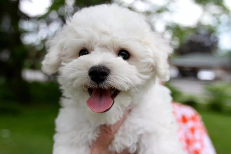 Nguồn gốc chó Bichon Frise