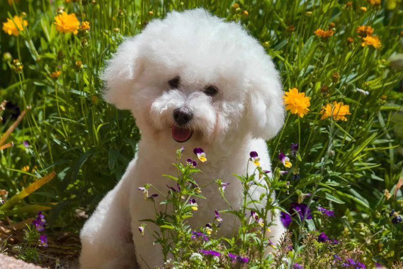 Chó Bichon Maltaise (Maltese)