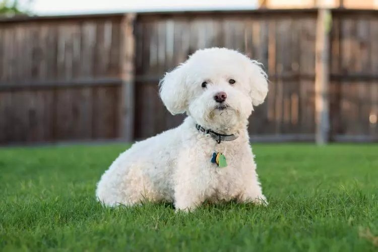 Chó Bichon Bolognese