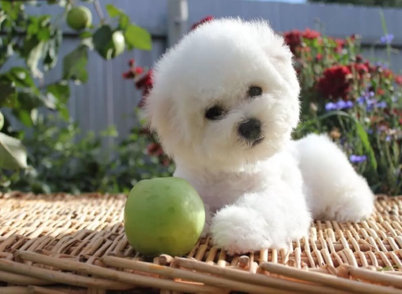 Chó Bichon Tenerife 