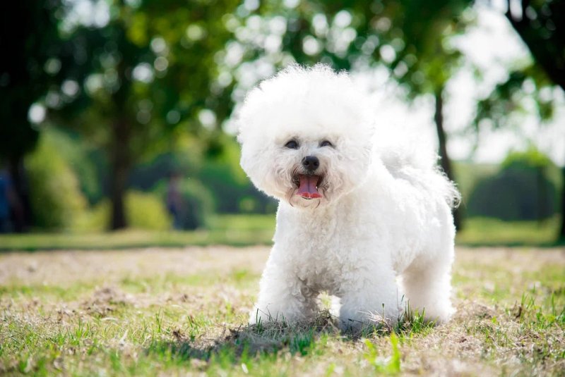 Các bệnh thường gặp ở chó Bichon Frise 1