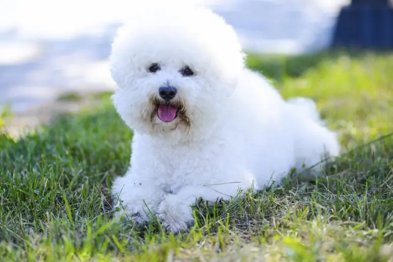 Ảnh chó Bichon Frise 1