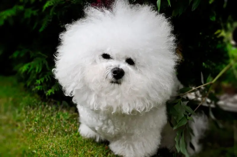 Ảnh chó Bichon Frise 2