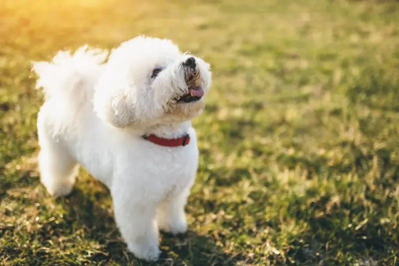 Ảnh chó Bichon Frise 3