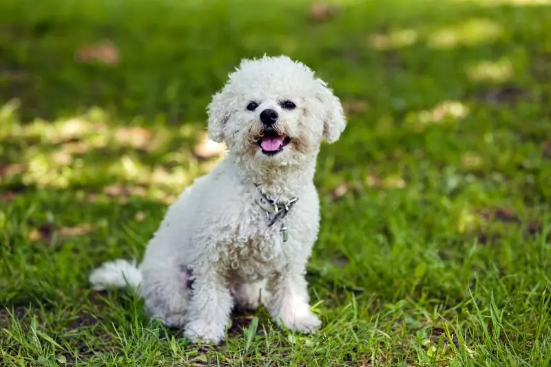 Ảnh chó Bichon Frise 4