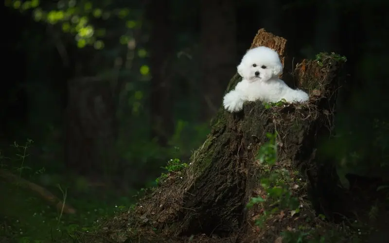 Ảnh chó Bichon Frise 5