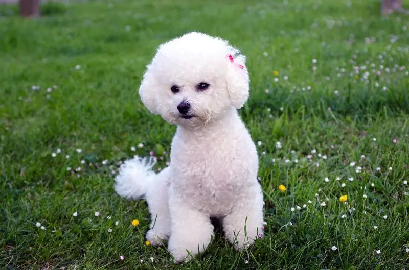 Ảnh chó Bichon Frise 6