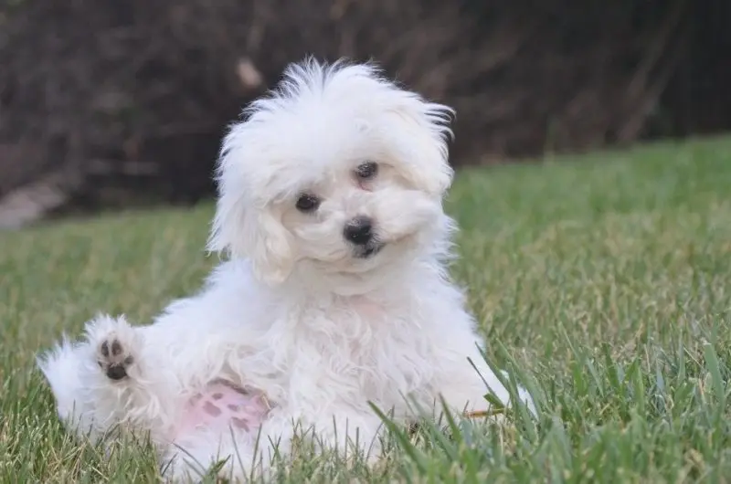 Chó Bichon Ilvanese (Havanese)