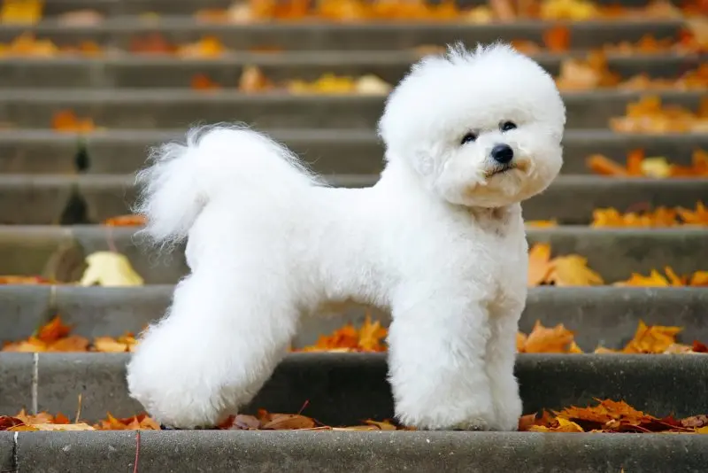 Ảnh chó Bichon Frise 7