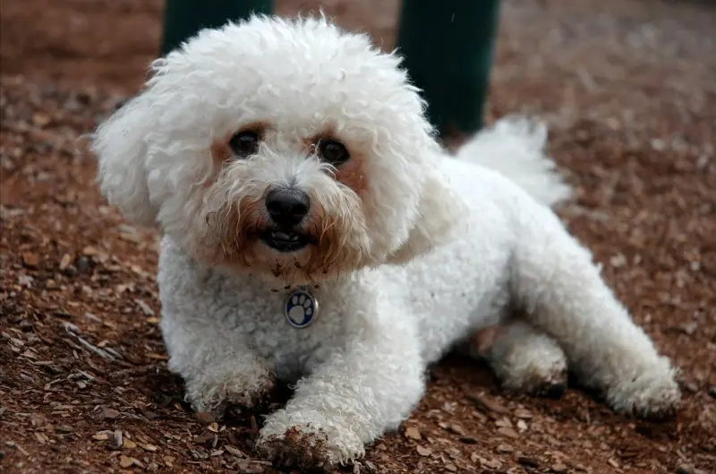 Ảnh chó Bichon Frise 8