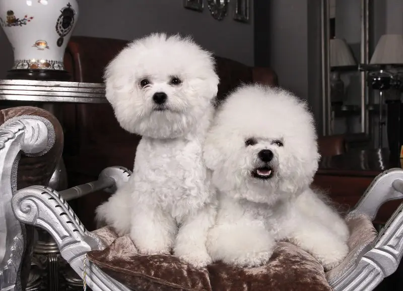 Ảnh chó Bichon Frise 9