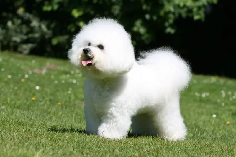 Ảnh chó Bichon Frise 10