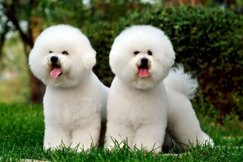 Ảnh chó Bichon Frise 11