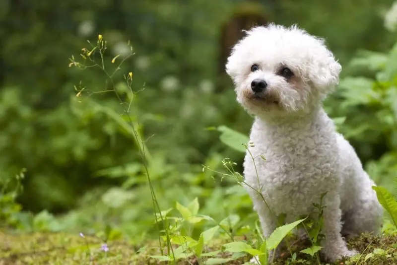 Ảnh chó Bichon Frise 13