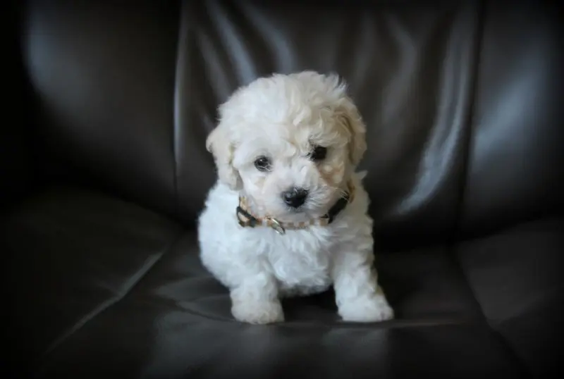 Ảnh chó Bichon Frise 14