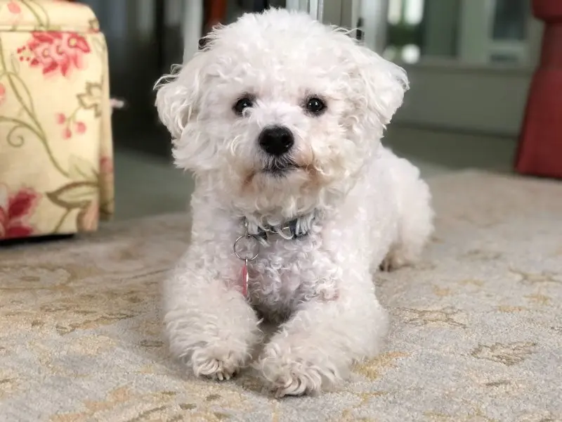 Ảnh chó Bichon Frise 15