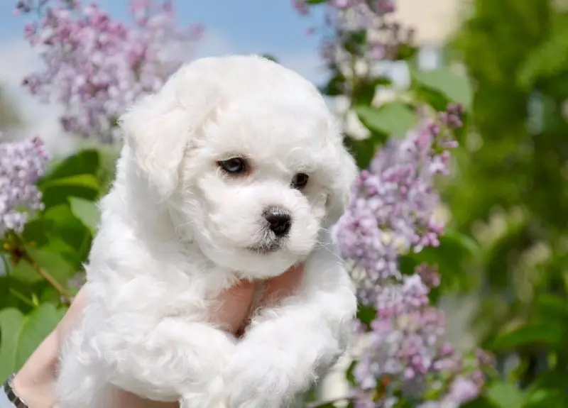 Ảnh chó Bichon Frise 16