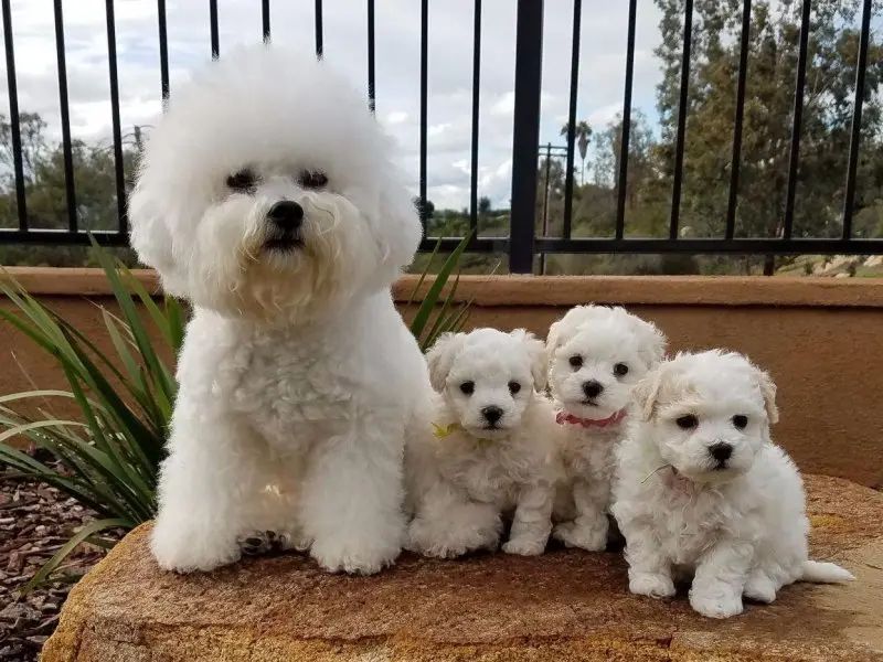 Ảnh chó Bichon Frise 17