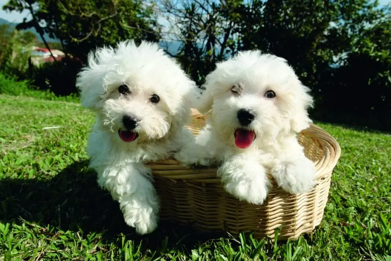 Ảnh chó Bichon Frise 18