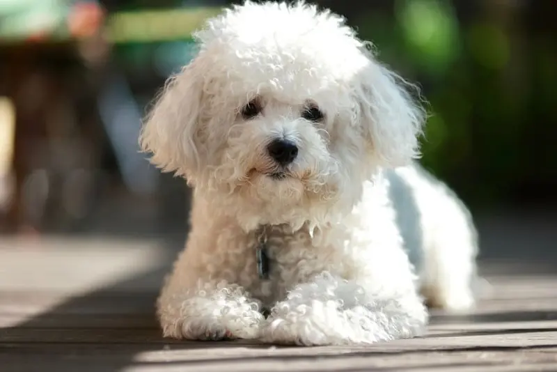 Ảnh chó Bichon Frise 19