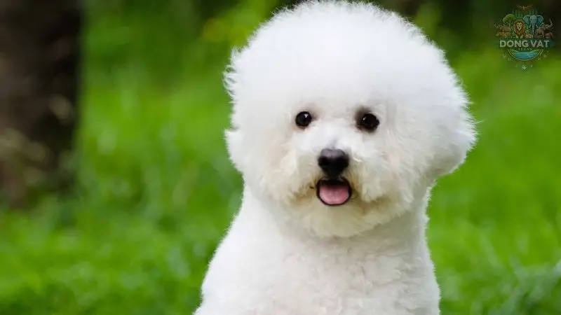 Đặc điểm ngoại hình của chó Bichon Frise