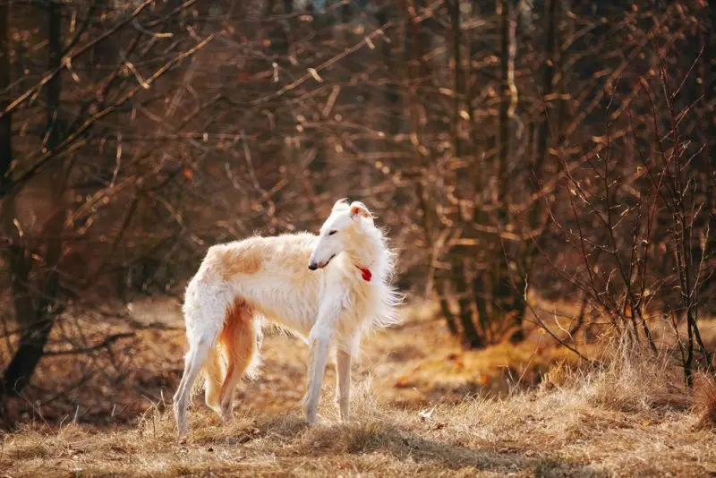 Hình ảnh chó Borzoi 25