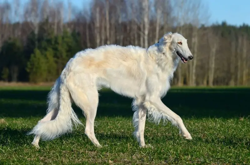 Hình ảnh chó Borzoi 24