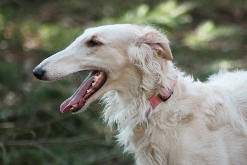 Hình ảnh chó Borzoi 23