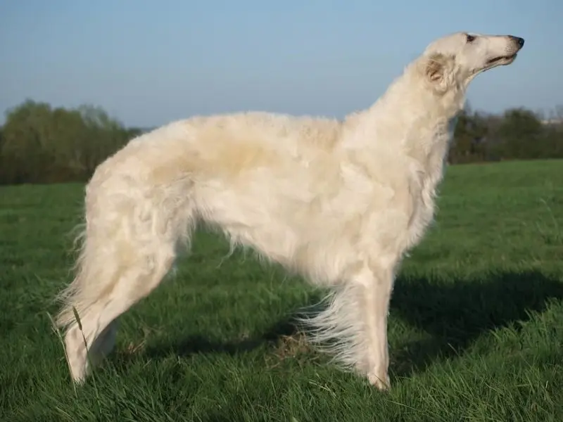 Hình ảnh chó Borzoi 21