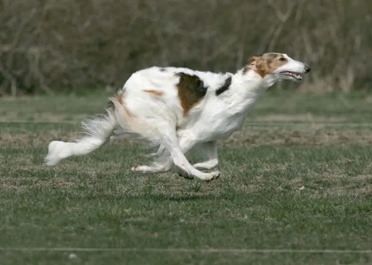 Hình ảnh chó Borzoi 20