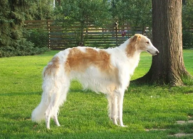 Hình ảnh chó Borzoi 19