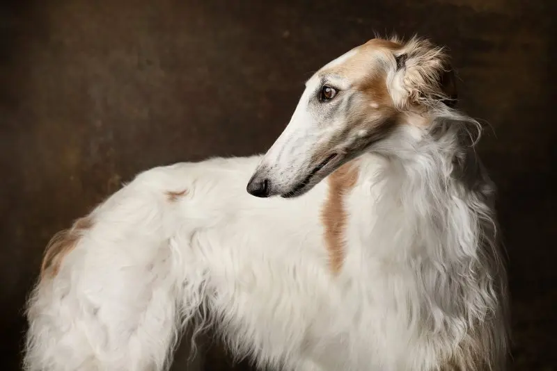 Hình ảnh chó Borzoi 18