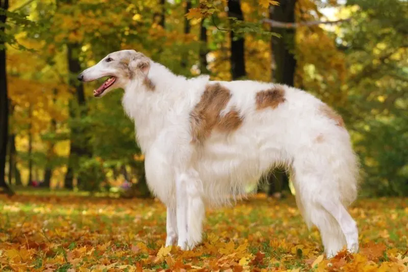 Hình ảnh chó Borzoi 17