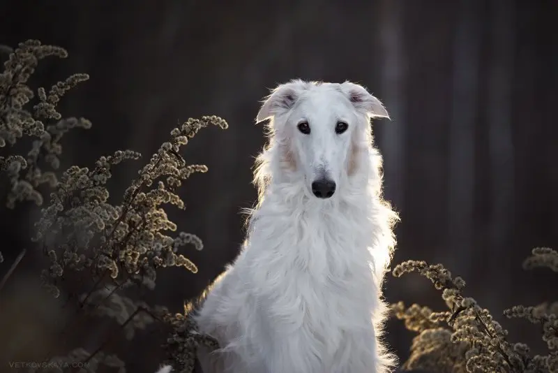 Hình ảnh chó Borzoi 16