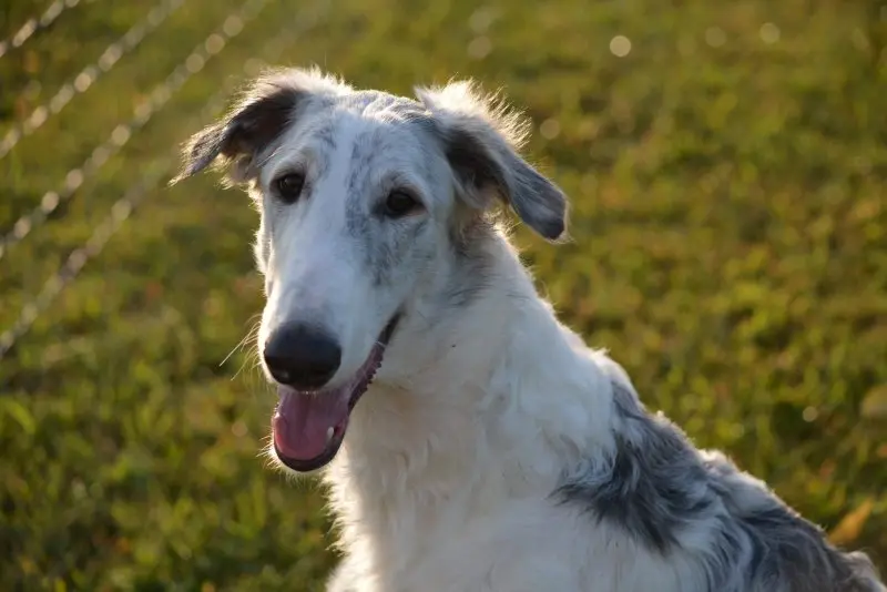 Hình ảnh chó Borzoi 15