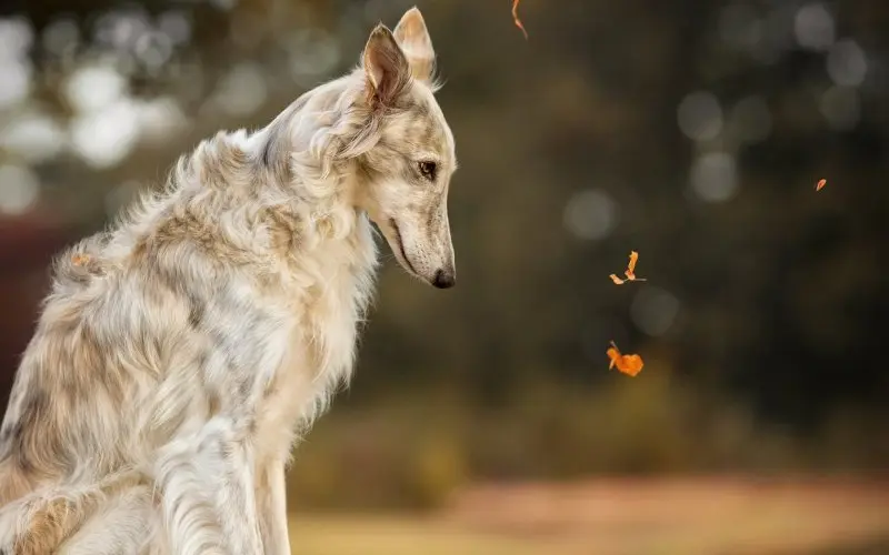 Hình ảnh chó Borzoi 14