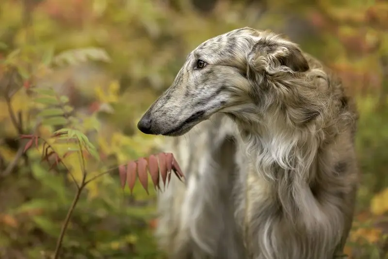 Hình ảnh chó Borzoi 13