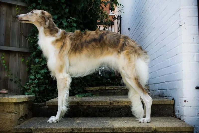 Hình ảnh chó Borzoi 12