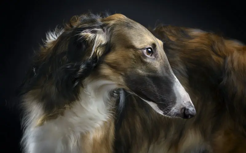 Hình ảnh chó Borzoi 11