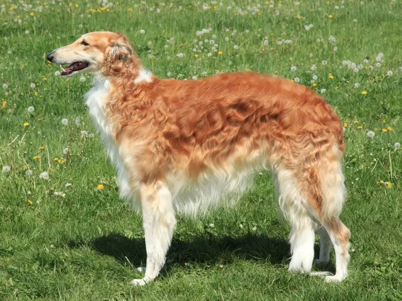 Hình ảnh chó Borzoi 10