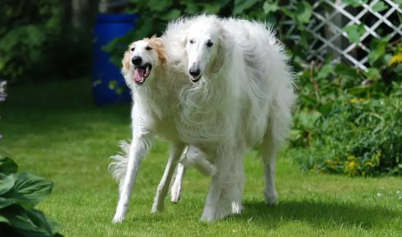 Hình ảnh chó Borzoi 9