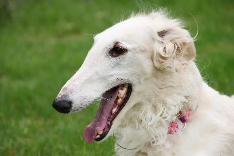 Hình ảnh chó Borzoi 8