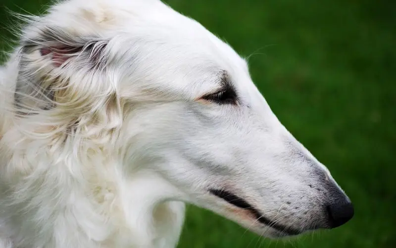 Hình ảnh chó Borzoi 7