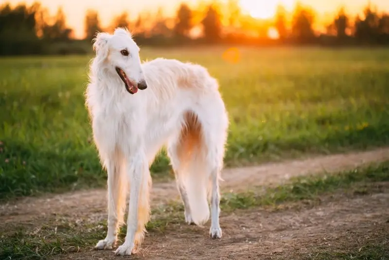 Hình ảnh chó Borzoi 6