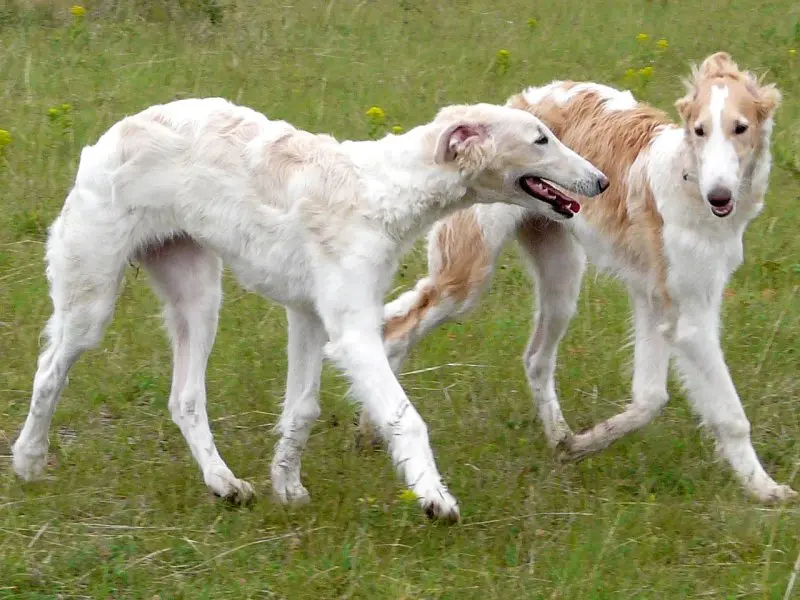 Hình ảnh chó Borzoi 5